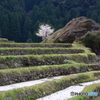 棚田の巨石