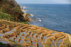 海岸線の棚田