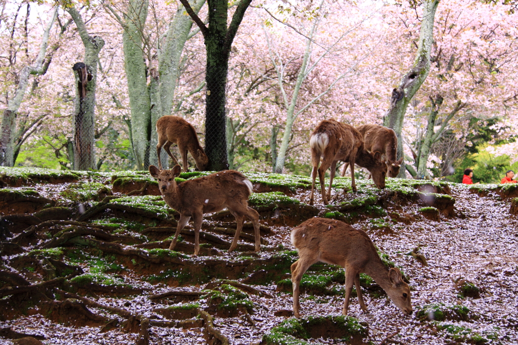 花と戯れる②