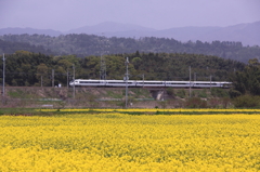 菜の花畑を電車が行く