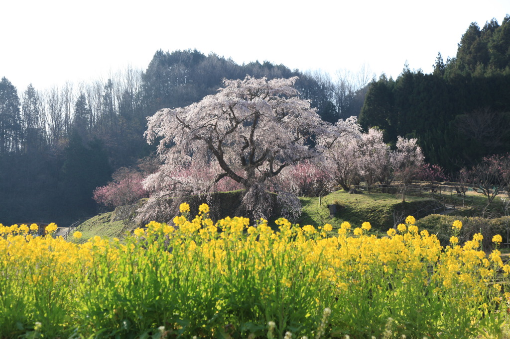 きれい「巨木の桜」
