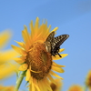 青空とヒマワリと蝶