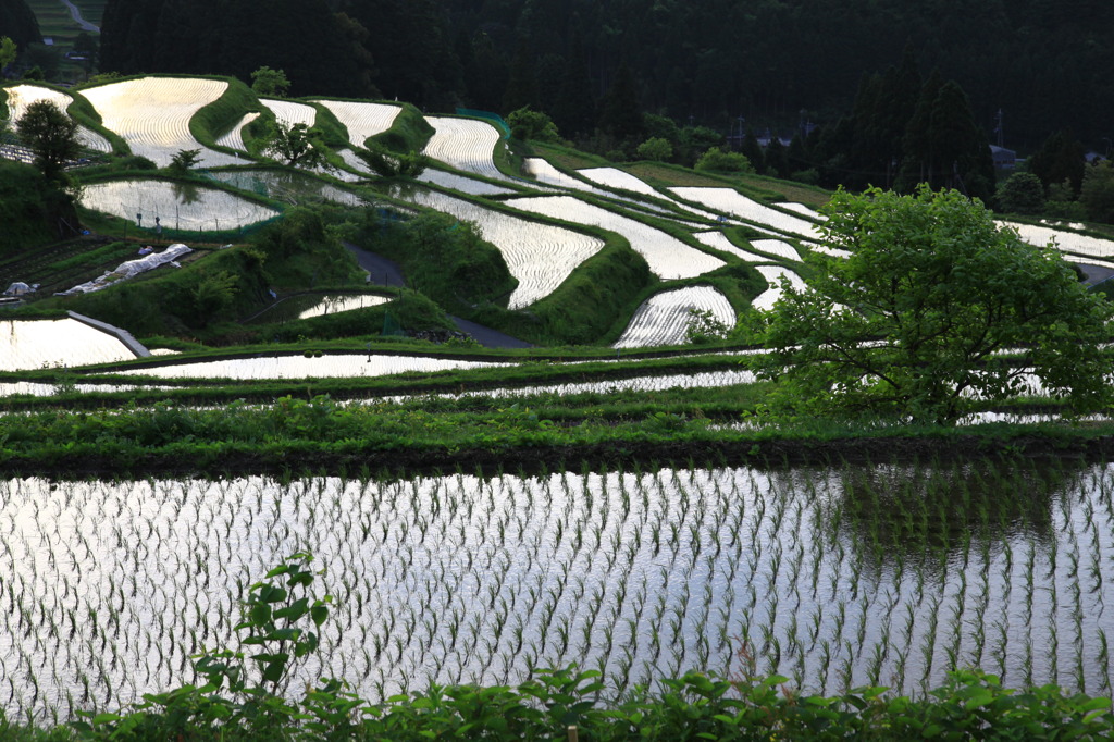 早朝の棚田