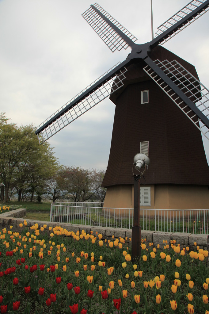 風車とチューリップ畑