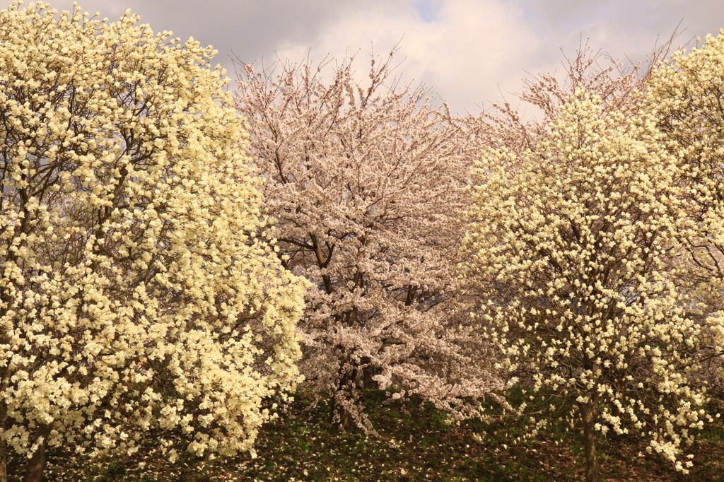 花の乱舞②