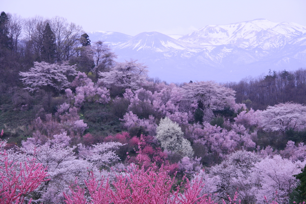 東北の春①