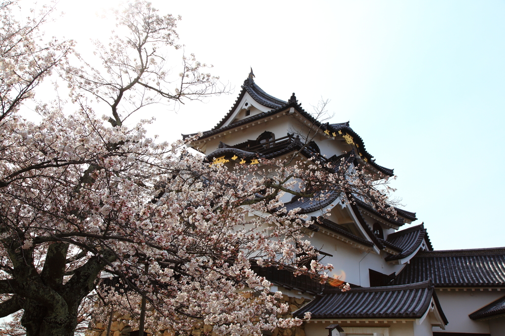 桜と彦根城