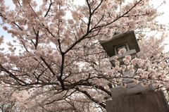 満開の桜