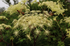 線香花火のような花