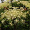 高山植物