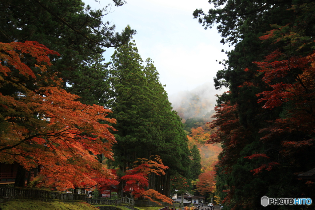 晩秋の参道