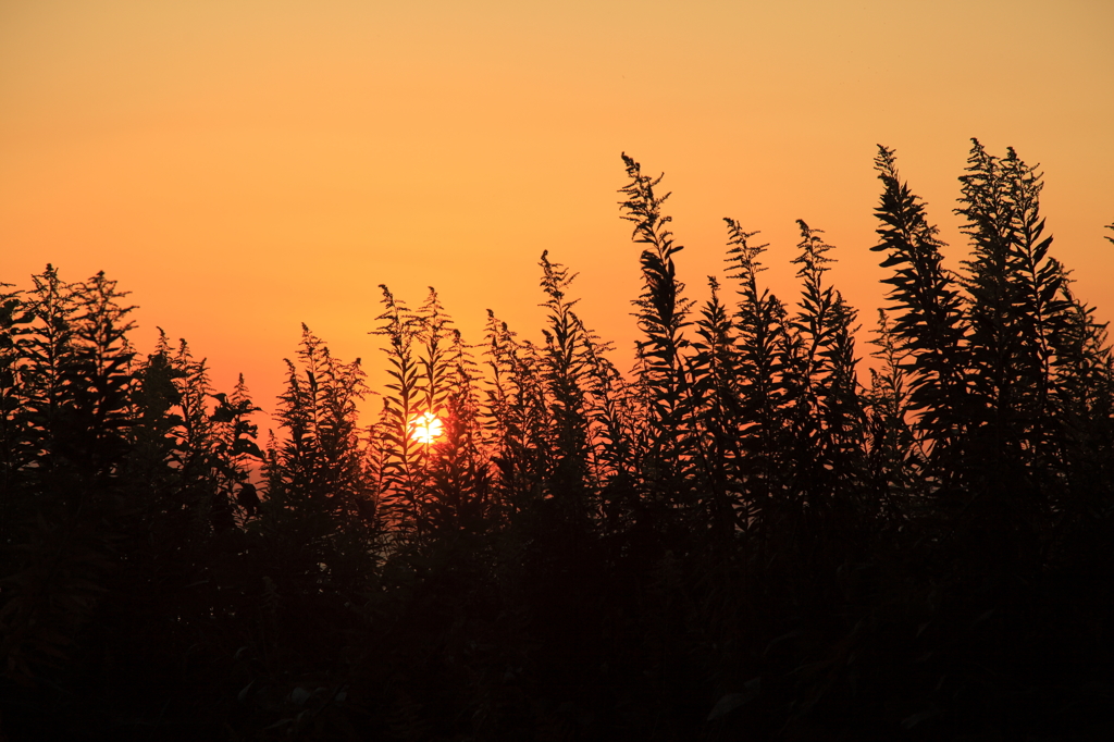 草叢の夕日