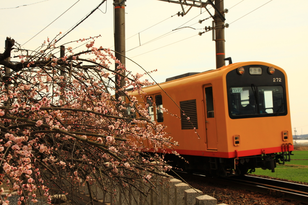 春色電車