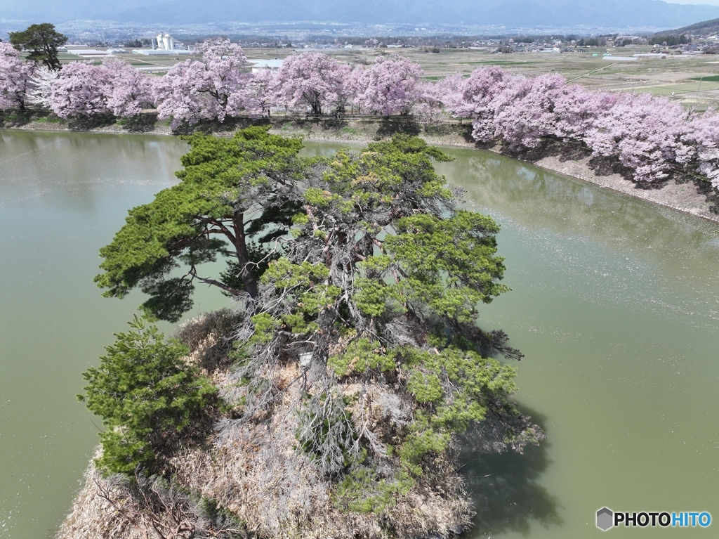 縁取る桜並木