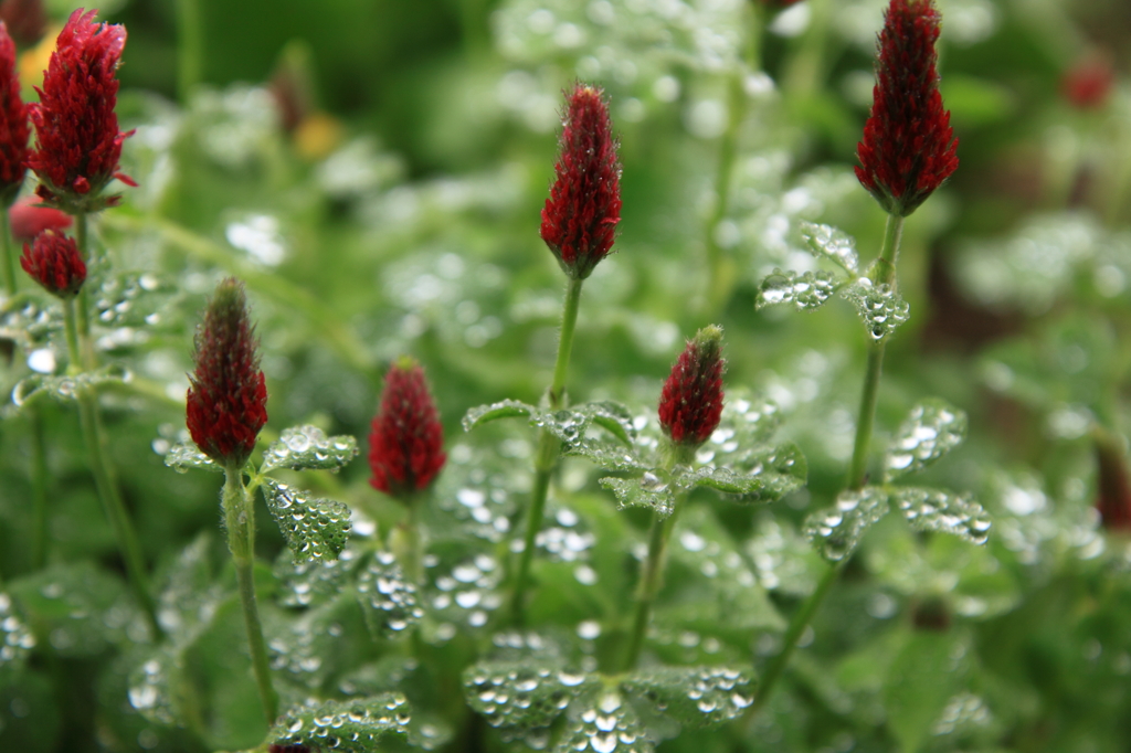 梅雨に咲く花