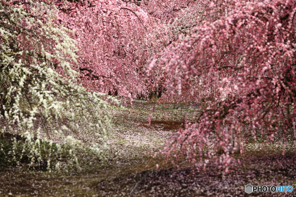 一面の花薗