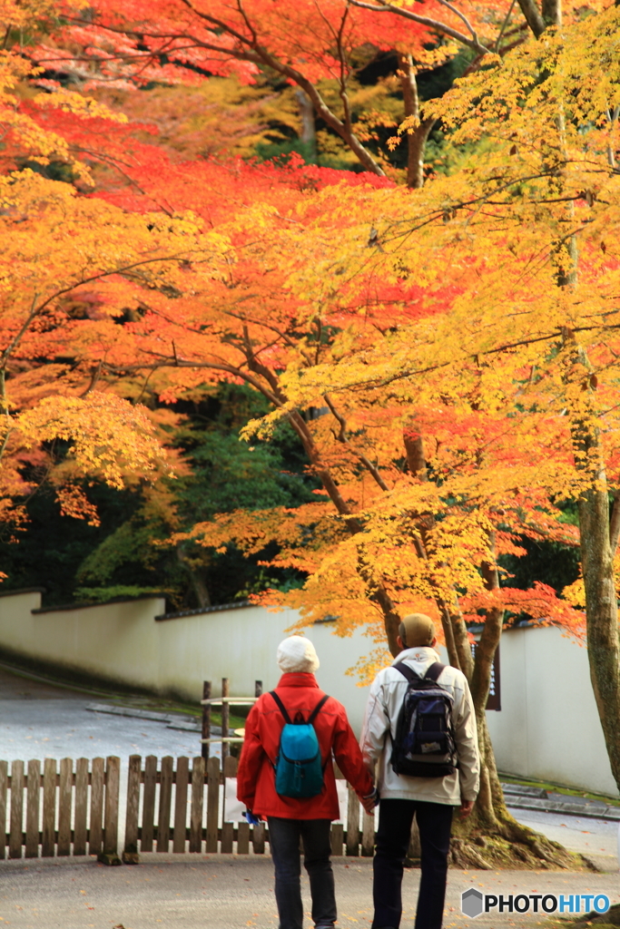 見とれる紅葉