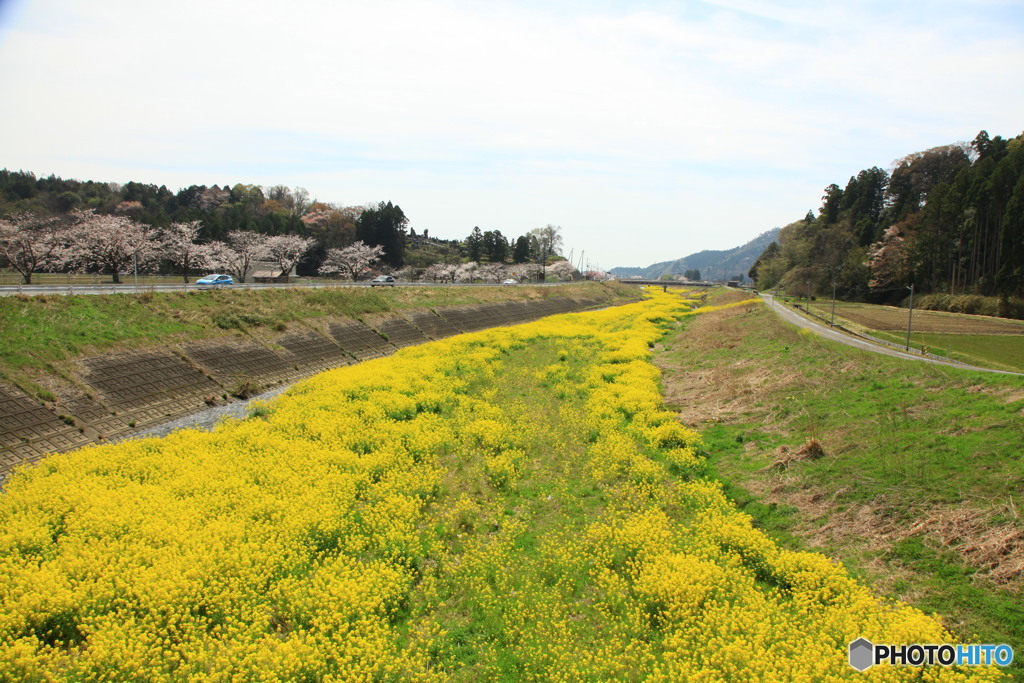 春の河原