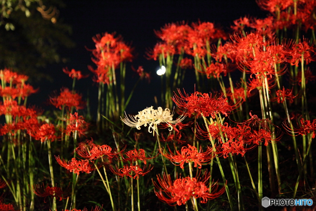 彼岸花と月