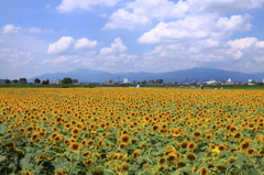 どこまでもヒマワリ畑