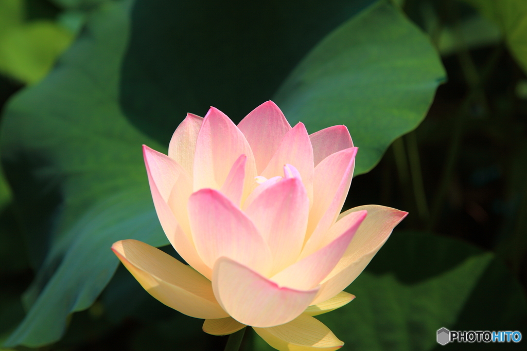 花びらのグラデ