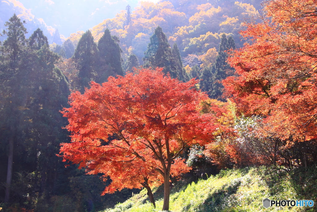 山の紅葉