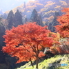 山の紅葉
