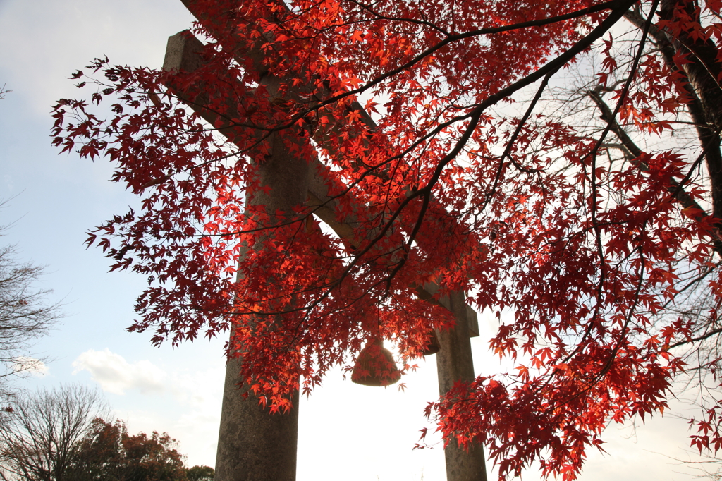 秋の鳥居