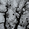 丸裸の鳥の巣