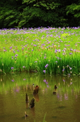 花の命は短くて
