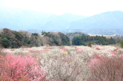 山の中の花園