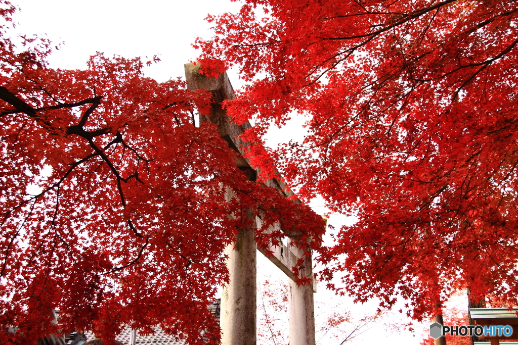 秋の鳥居