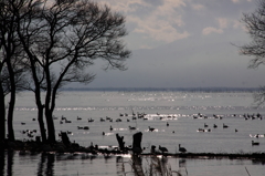 水鳥の楽園