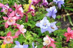 可憐な花の乱舞