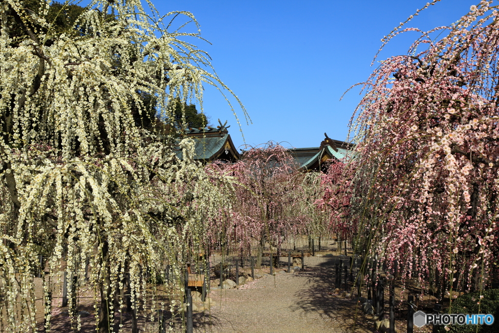 結城神の枝垂れ
