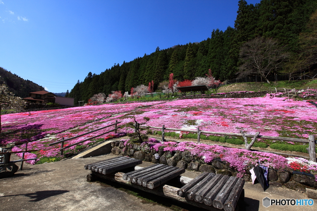 大地の花畑