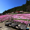 大地の花畑