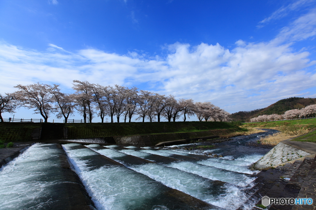 春の魚道