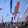 鯉のぼりの大群
