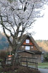 満開の桜と合掌造り