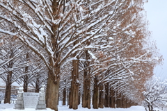 並木の雪化粧