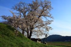田舎の春