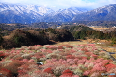 早春の梅の里