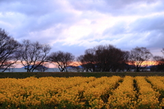 早朝の菜の花畑