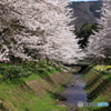 春の谷川