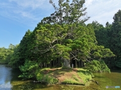 岩尾の一本杉③