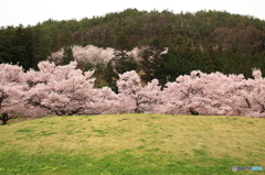 桜の丘