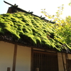 苔が生える家