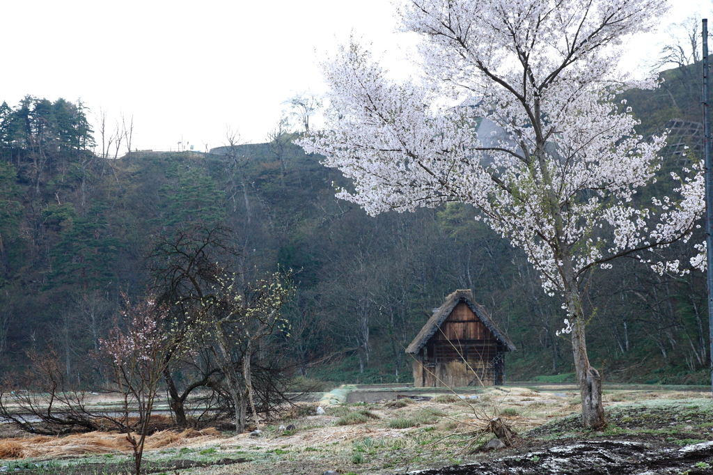 山里の春
