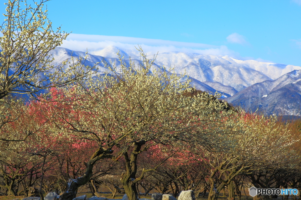 梅越しの冬山